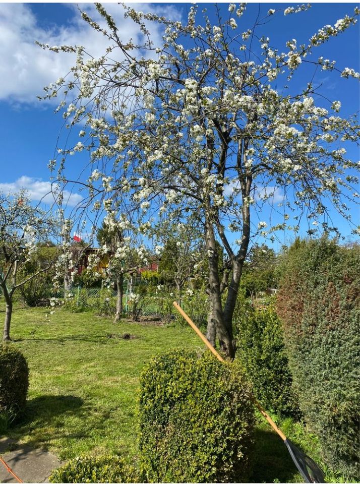 Działka rod Gdańsk Brzeźno, ul. Uczniowska. Zdjęcie 2