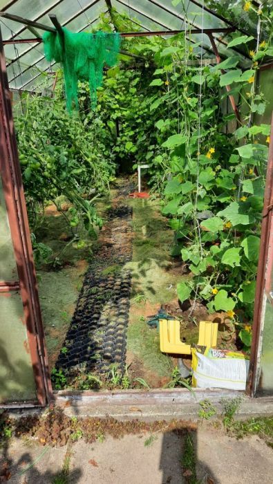 Działka rod Gdańsk Oliwa. Zdjęcie 9