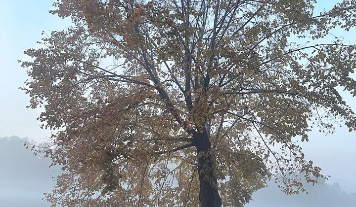 Działka budowlana Adamów-Parcel, ul. Letnia