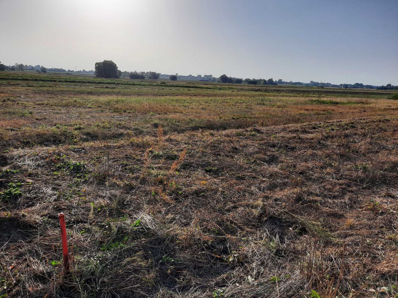 Działka budowlana Borowa. Zdjęcie 3