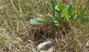 Działka budowlana Dzikowice