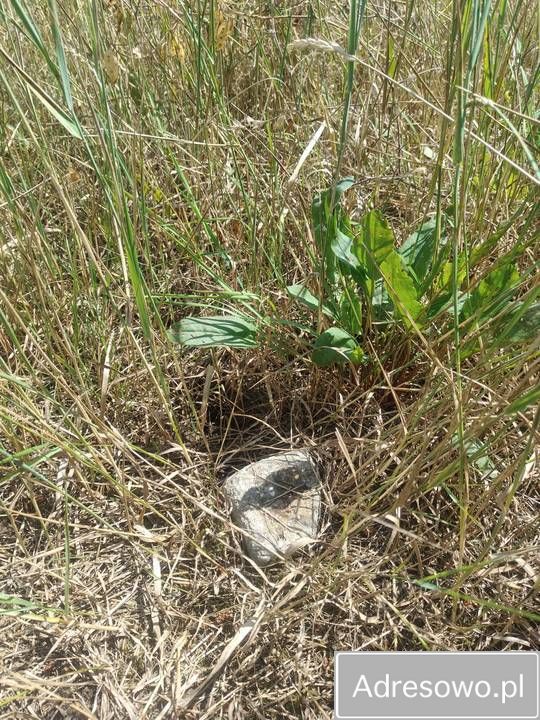 Działka budowlana Dzikowice. Zdjęcie 2