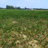 Działka budowlana Padew Narodowa, ul. Polna. Zdjęcie 1