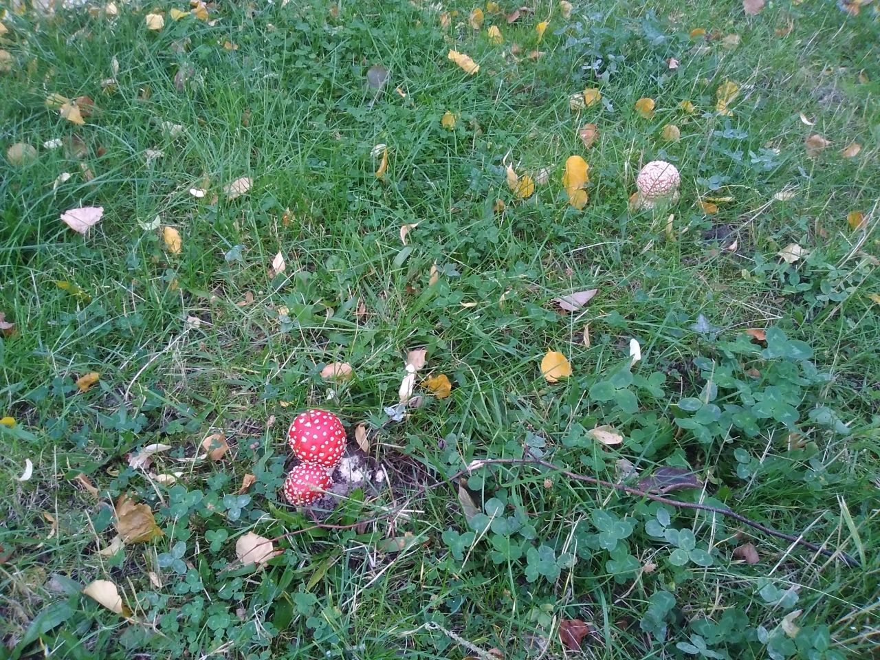 Mieszkanie 3-pokojowe Świdnica, ul. Emilii Plater. Zdjęcie 7
