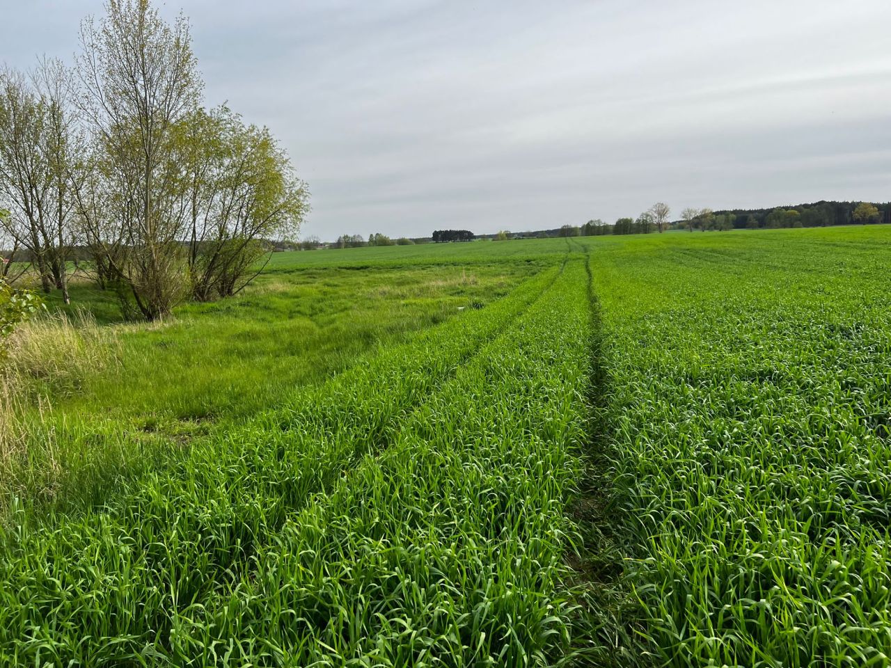 Działka rolna Kolsko, Kolsko. Zdjęcie 4