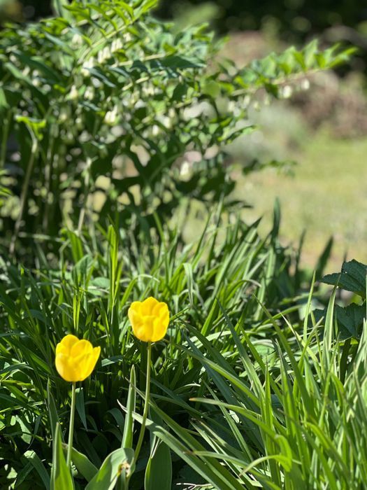 Działka rod Luboń. Zdjęcie 5