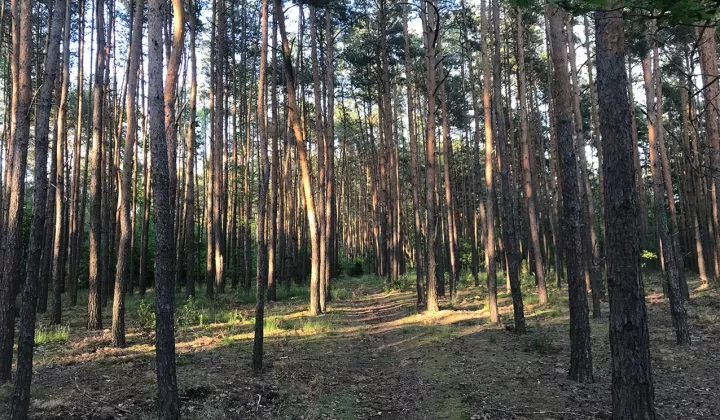 Działka leśna Warszawa Choszczówka, ul. Różopole