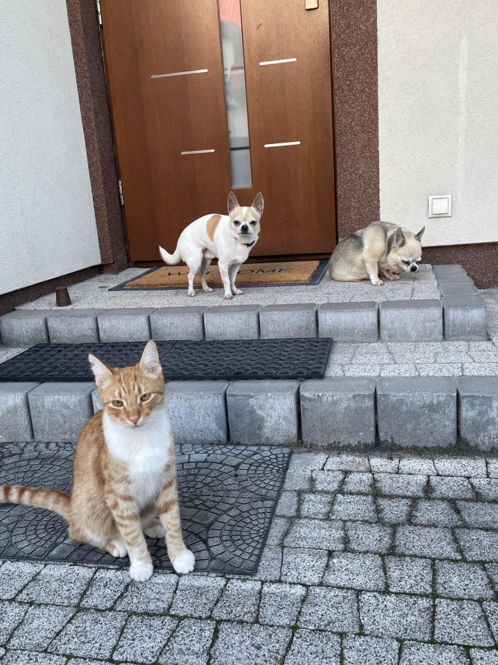 dom szeregowy, 5 pokoi Pruszków Bąki, ul. Czesława Miłosza. Zdjęcie 14