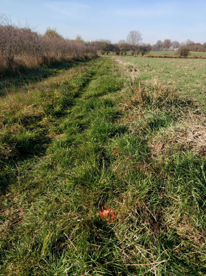 Działka siedliskowa Korzeniów. Zdjęcie 6