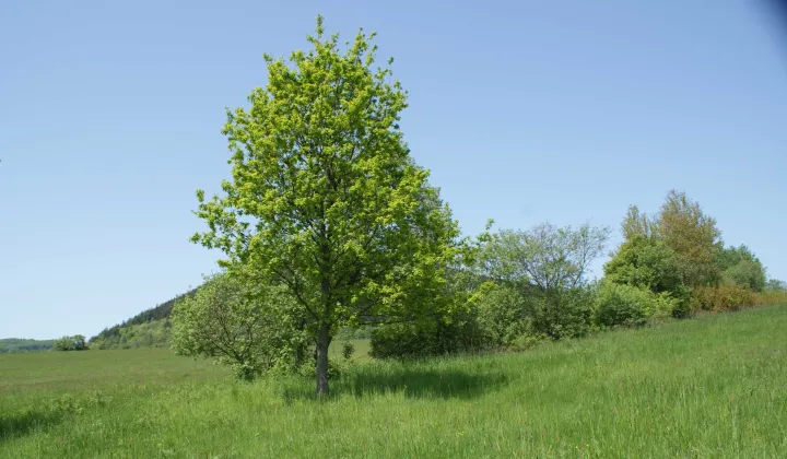 Działka rekreacyjna Miszkowice