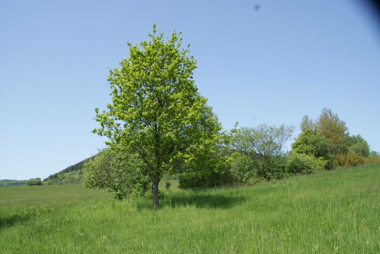 Działka rekreacyjna Miszkowice. Zdjęcie 1