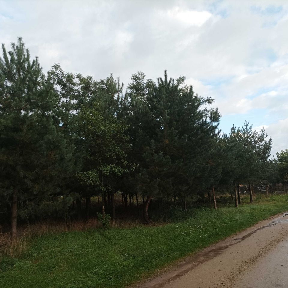 Działka rolno-budowlana Słoneczna Frankowizna. Zdjęcie 3