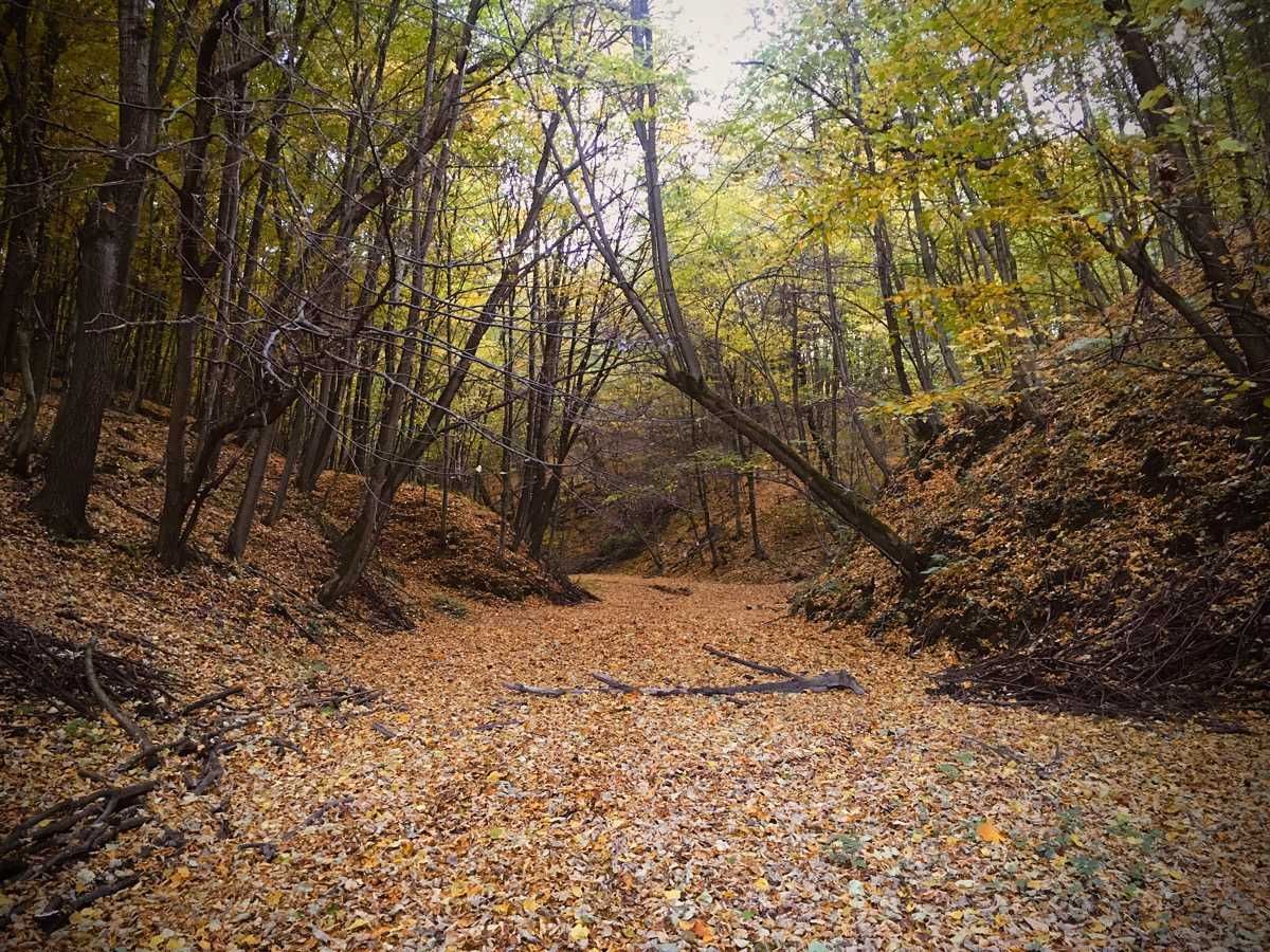 siedlisko Witoszyn. Zdjęcie 2