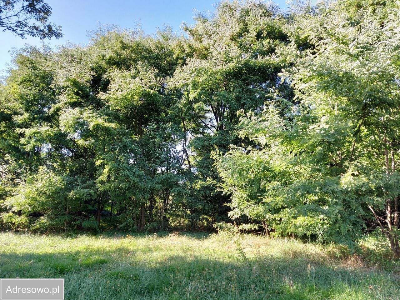 Działka rolno-budowlana Roszkowa Wola. Zdjęcie 6