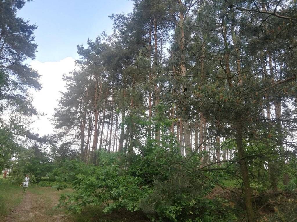 Działka rolna Szczudłów. Zdjęcie 2