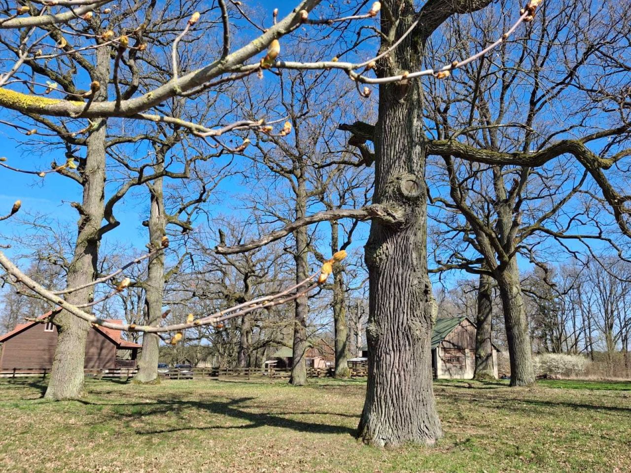 Działka rolno-budowlana Siemiony. Zdjęcie 6