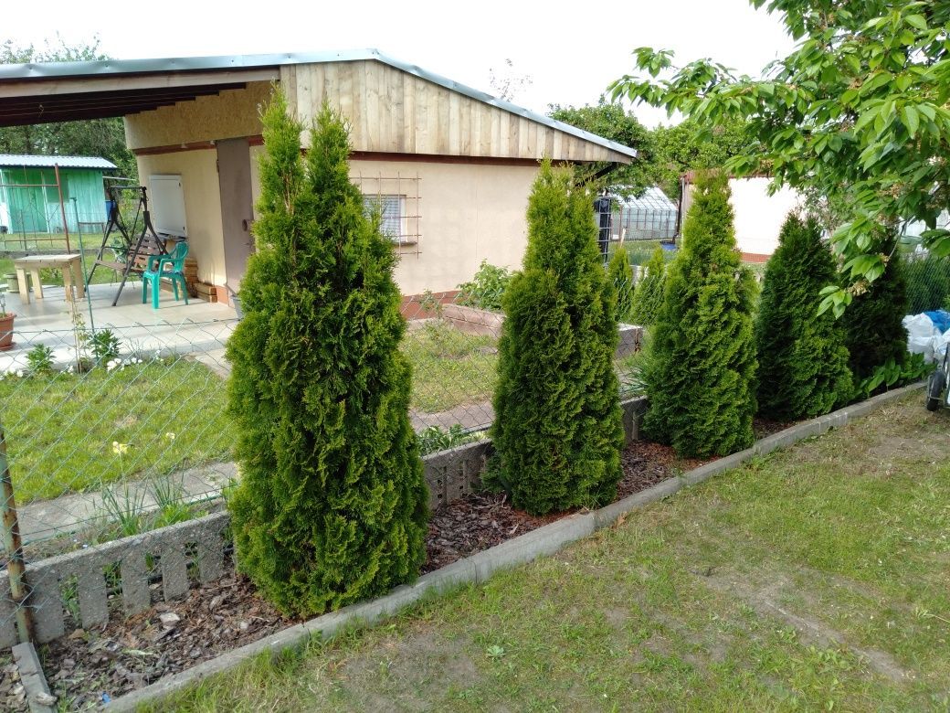 Działka rod Żary. Zdjęcie 7