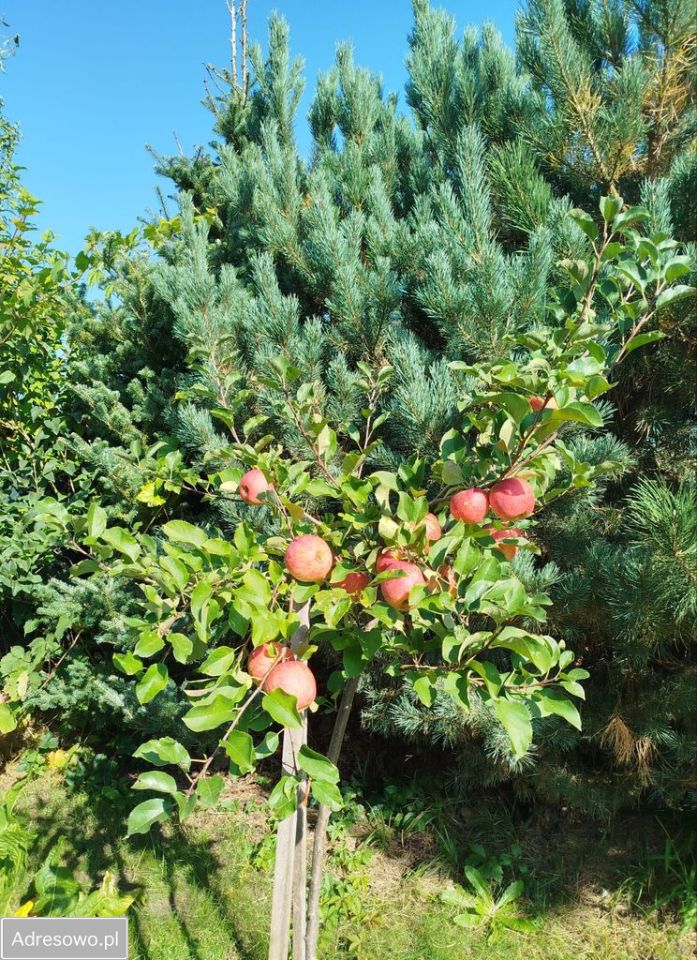 bliźniak, 3 pokoje Chrząstawa Wielka. Zdjęcie 18