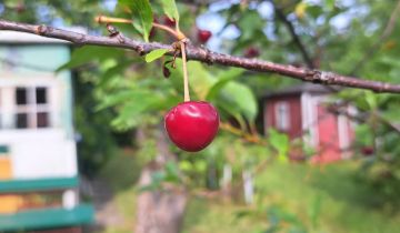 Działka rod Gdynia Wielki Kack, ul. Grodnieńska