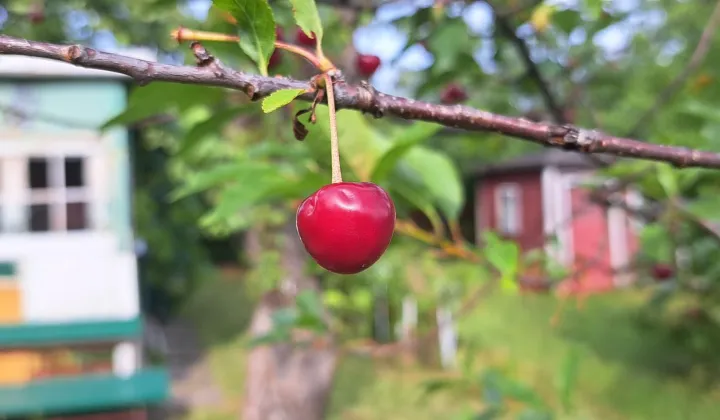 Działka rod Gdynia Wielki Kack, ul. Grodnieńska