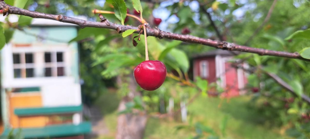 Działka rod Gdynia Wielki Kack, ul. Grodnieńska