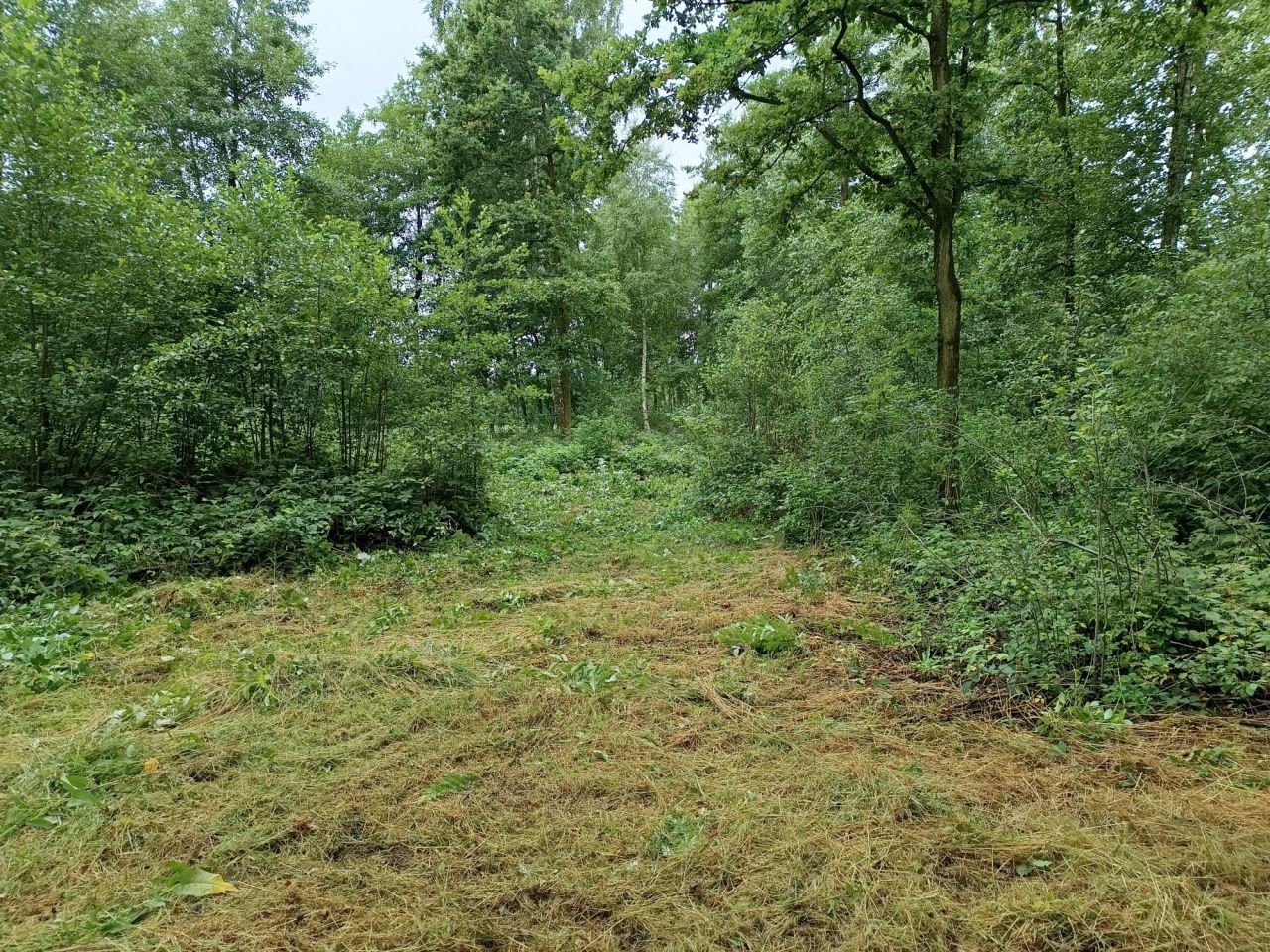 Działka rekreacyjna Teodorów. Zdjęcie 5