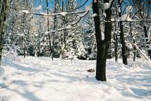 Działka Stara Morawa. Zdjęcie 2