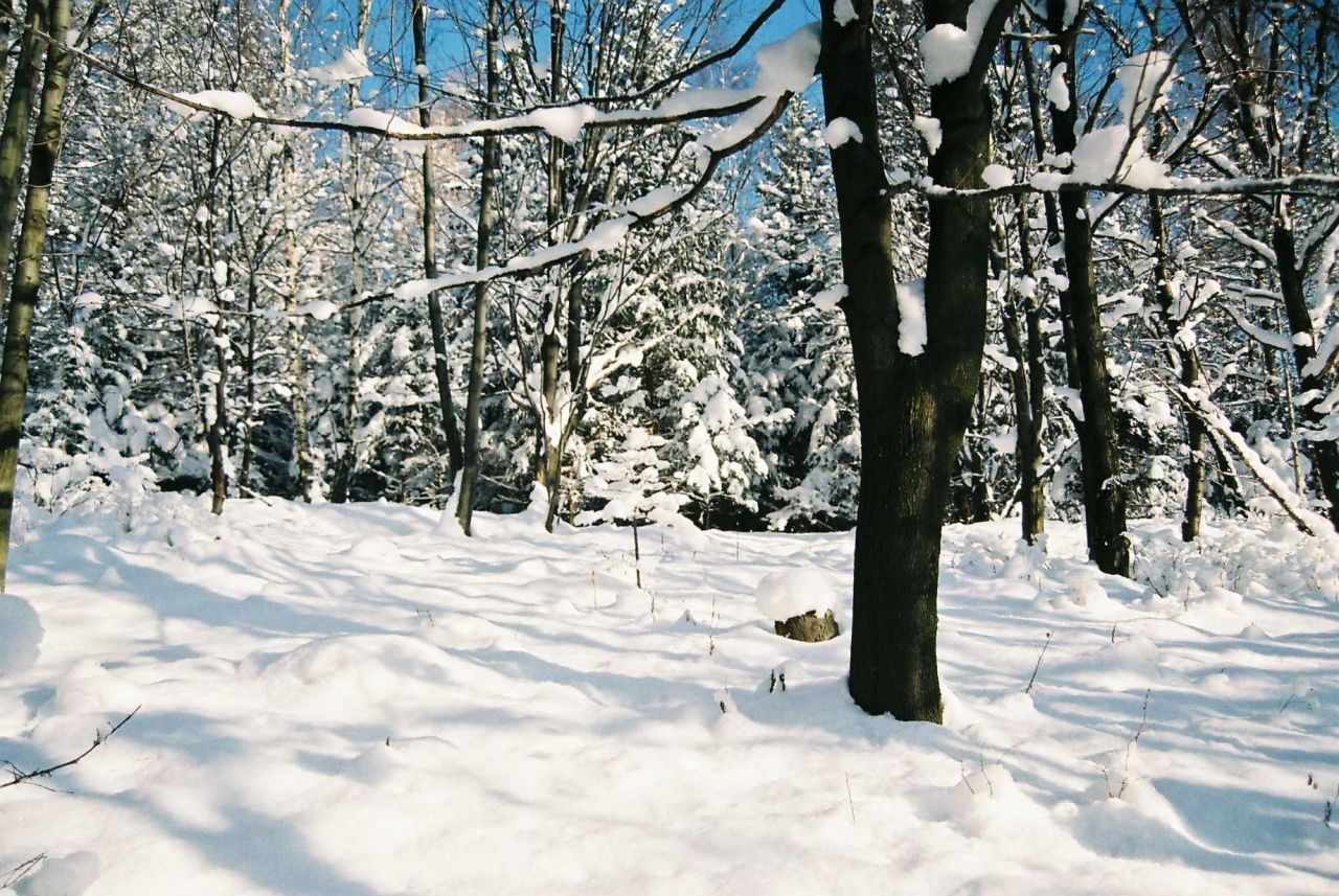 Działka Stara Morawa. Zdjęcie 3