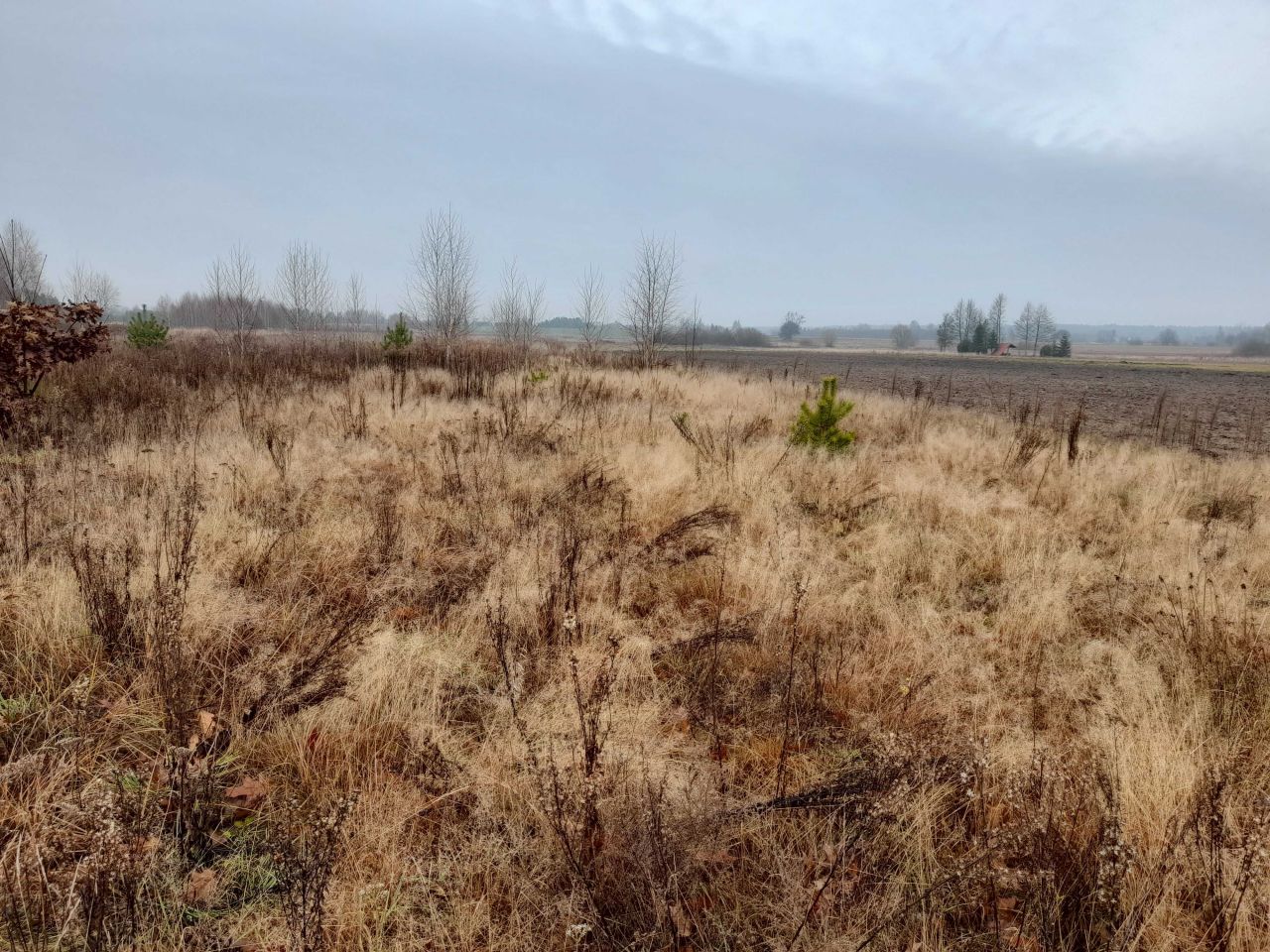 Działka budowlana Orzeszkowo Olszyna. Zdjęcie 6