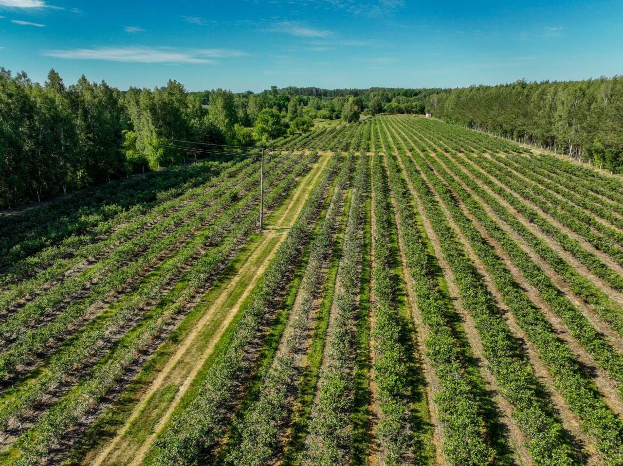 Działka rolna Smardzew. Zdjęcie 5