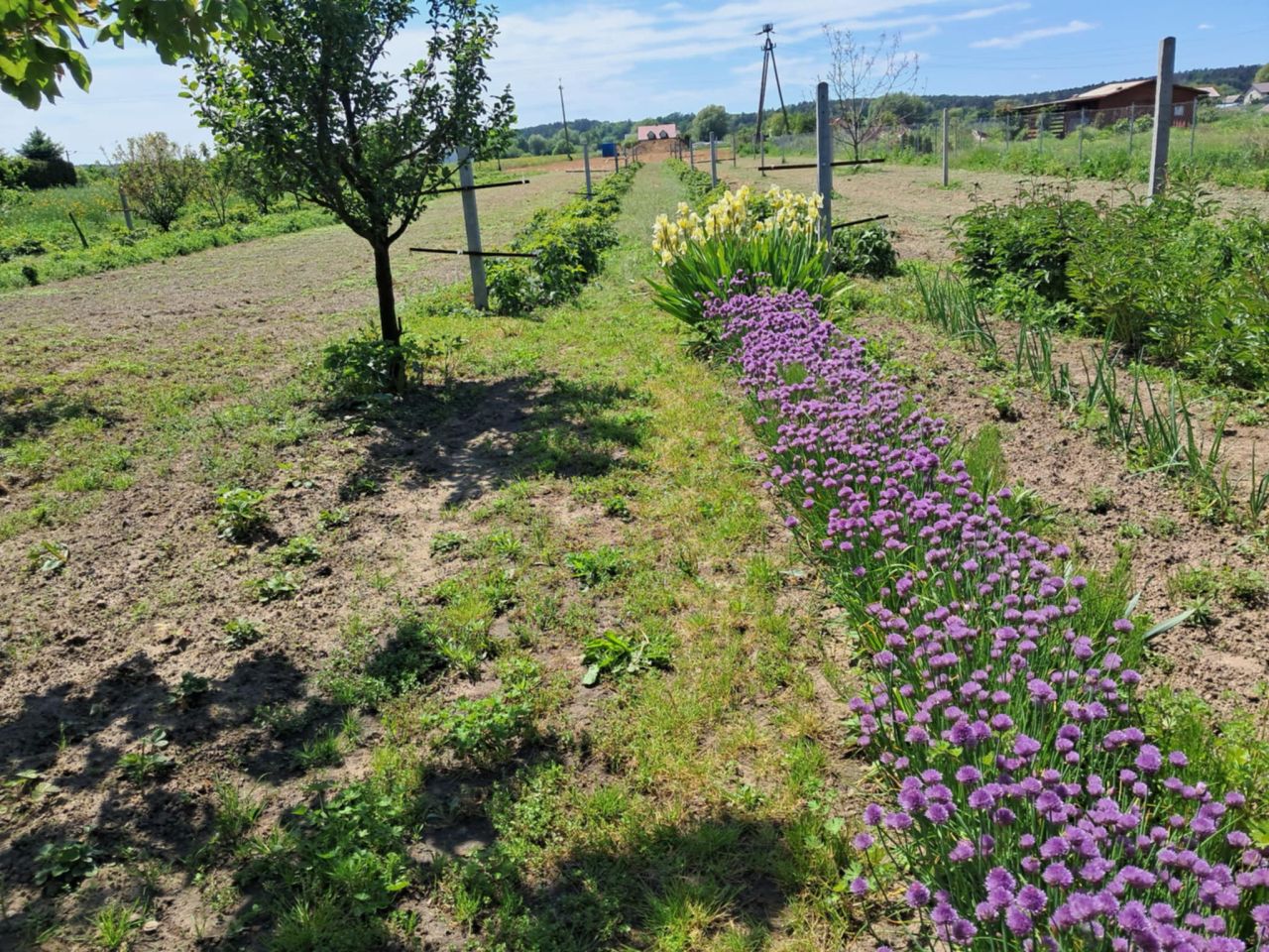 Działka rolno-budowlana Łęka. Zdjęcie 2