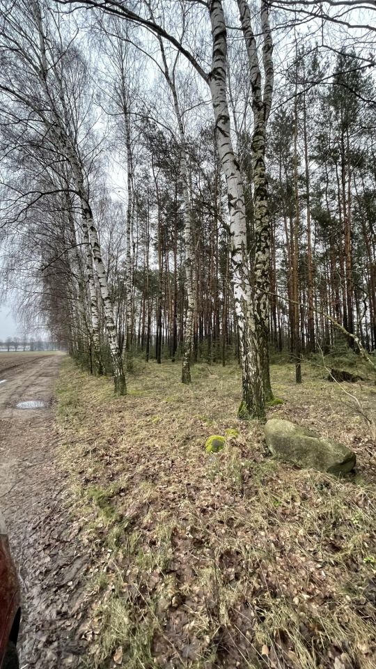 Działka leśna Skarżynek. Zdjęcie 10