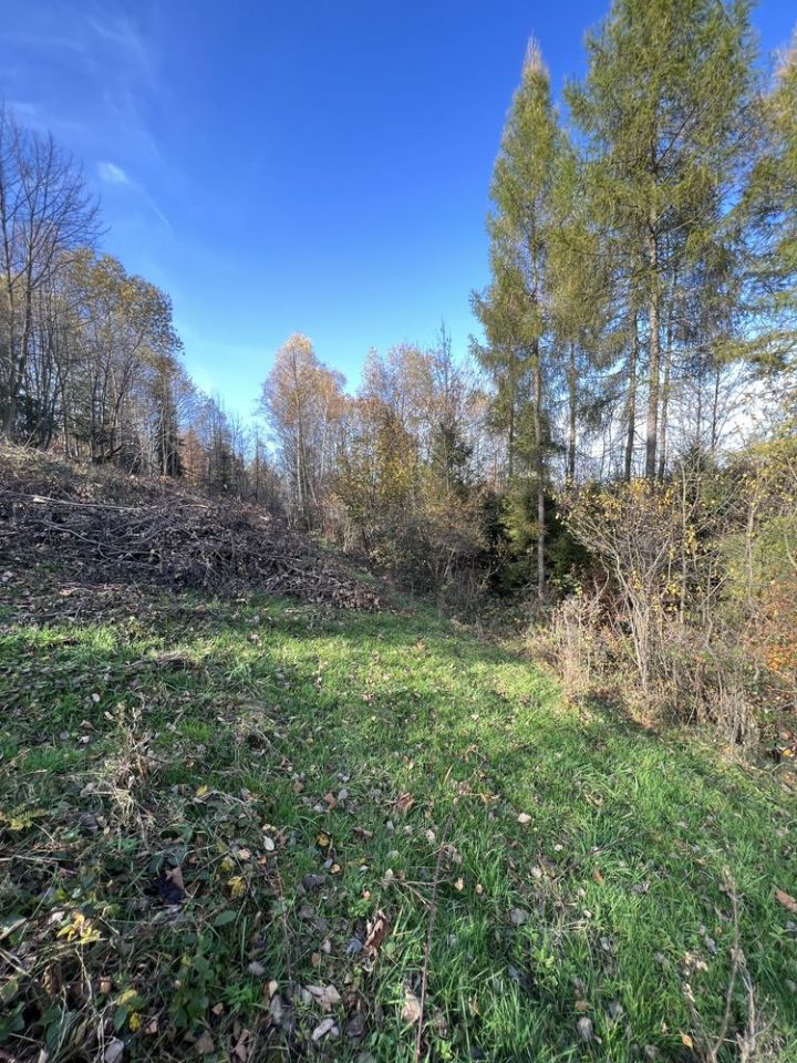 Działka leśna Juszczyna. Zdjęcie 3