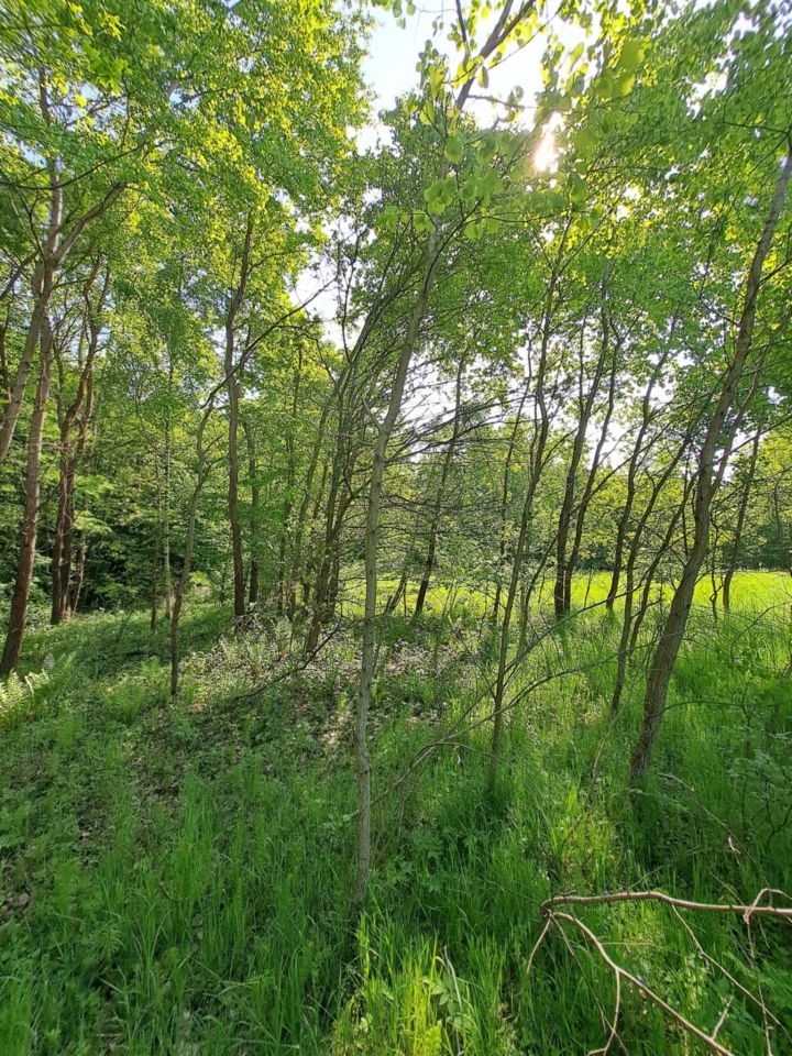 Działka rolna Baryczka. Zdjęcie 6