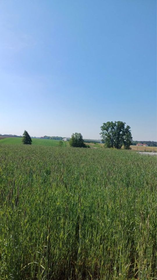 Działka budowlana Pamięcin. Zdjęcie 2