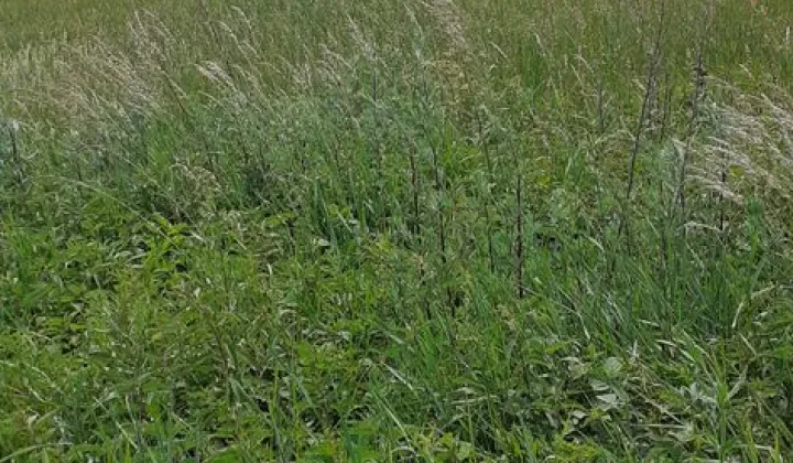 Działka budowlana Borówno