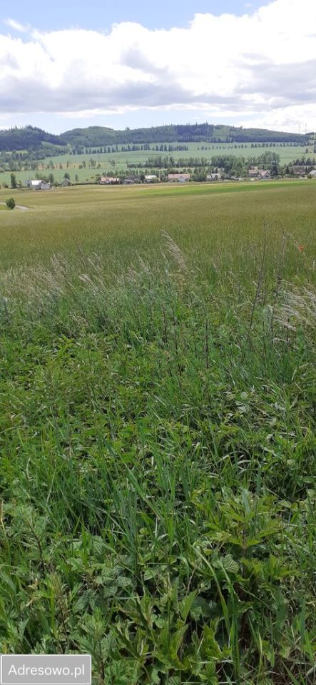 Działka budowlana Borówno