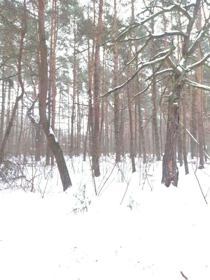 Działka budowlana Łosie. Zdjęcie 4