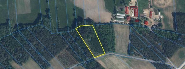 Działka leśna Stary Cydzyn. Zdjęcie 9