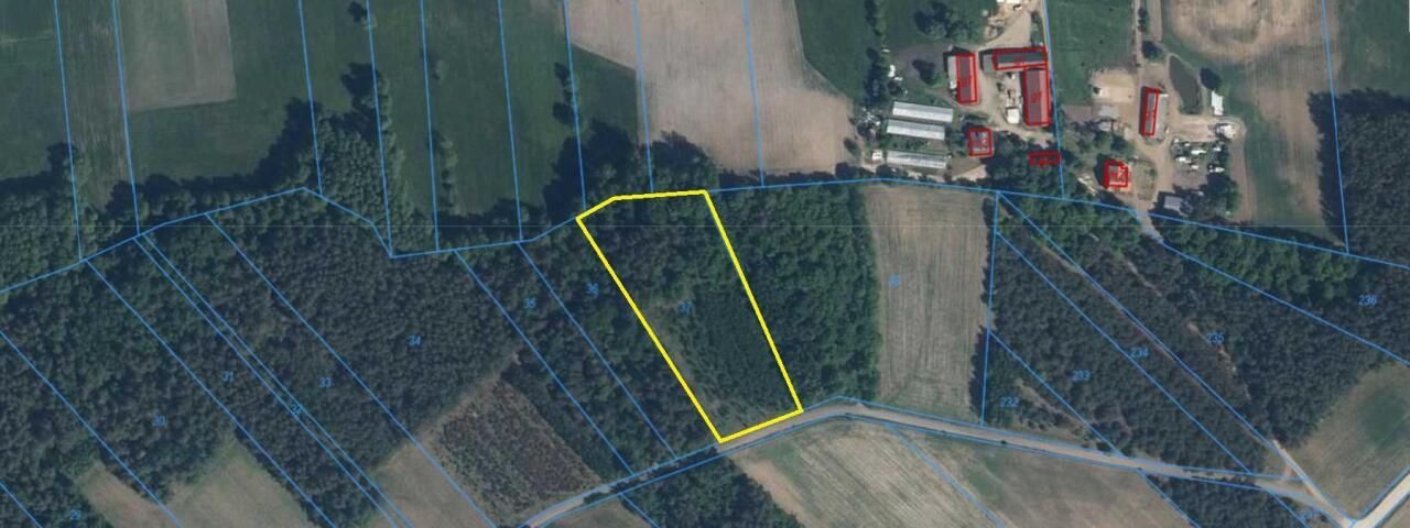 Działka leśna Stary Cydzyn. Zdjęcie 9