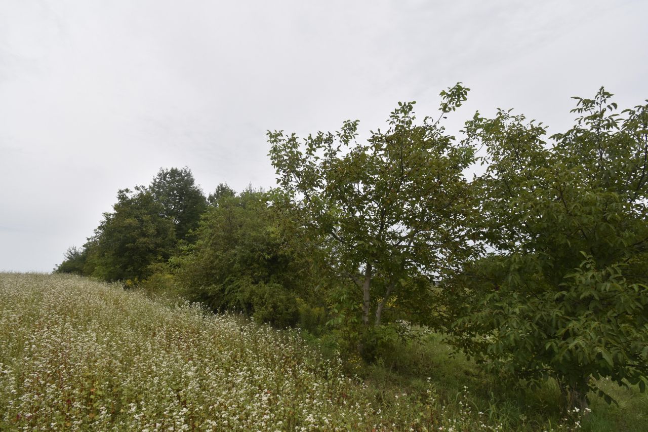 Działka budowlana Szerokie. Zdjęcie 4