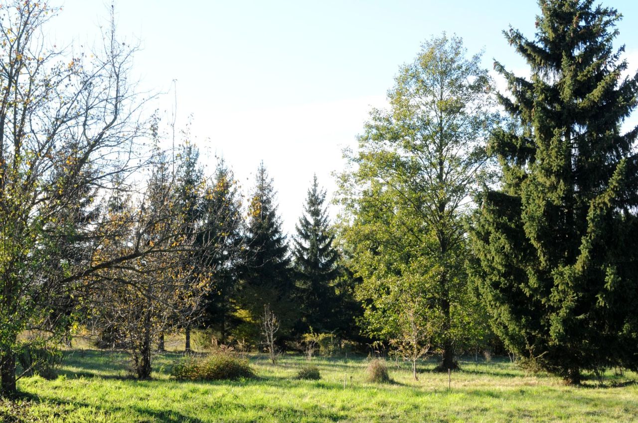 Działka siedliskowa Grzegorzewice, ul. Pałacowa. Zdjęcie 2