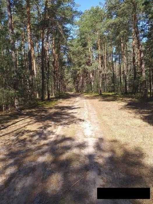 Działka leśna Radachówka. Zdjęcie 5