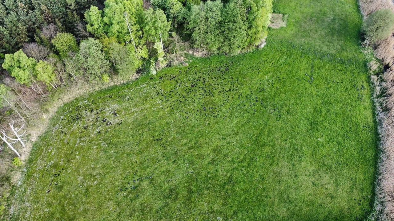 Działka rolna Rąbczyn Nowa Wieś. Zdjęcie 4