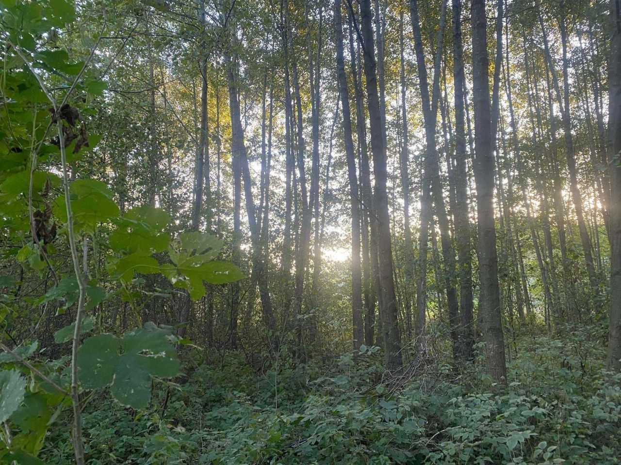 Działka rekreacyjna Malużyn. Zdjęcie 3