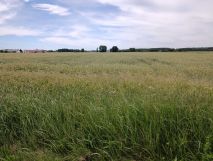 Działka rolna Chrapoń. Zdjęcie 1
