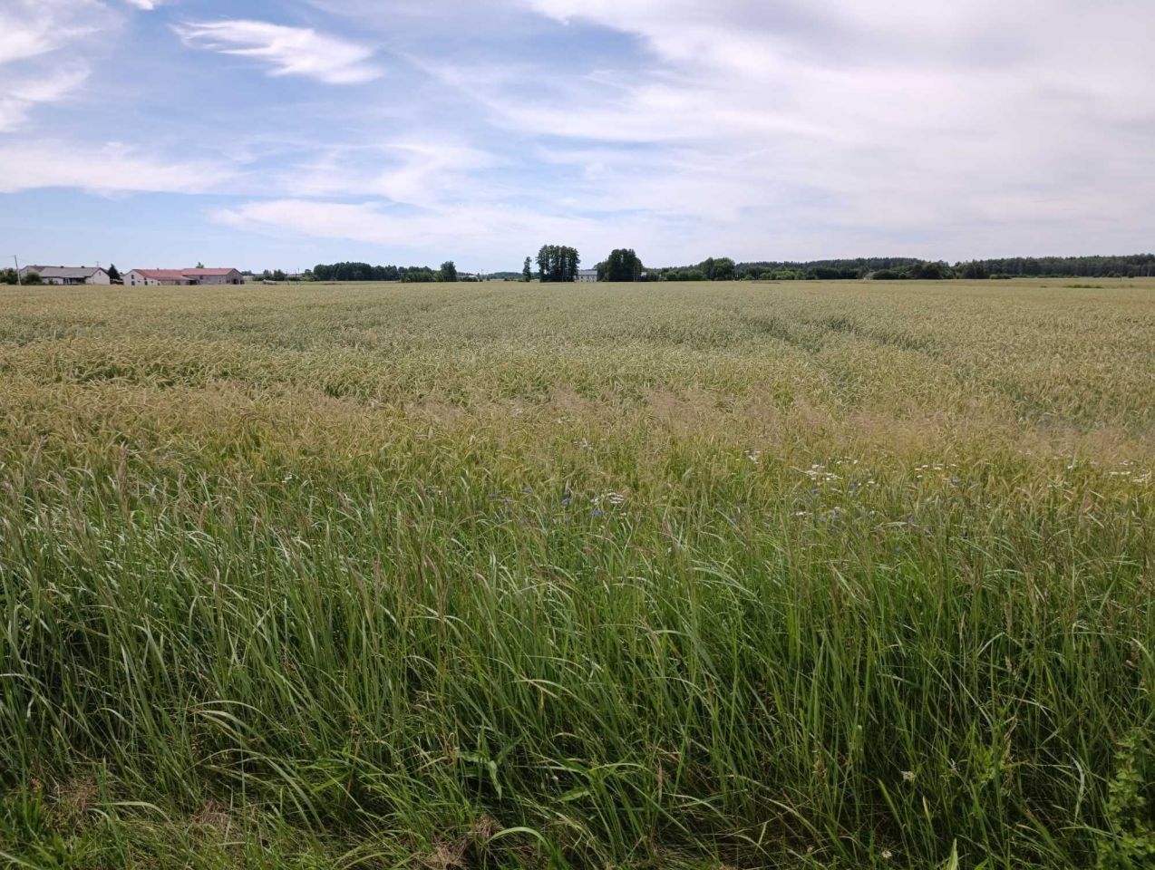 Działka rolna Chrapoń. Zdjęcie 2