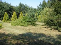 Działka budowlana Milanów. Zdjęcie 3