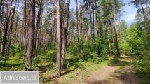 Działka leśna Łęg. Zdjęcie 3