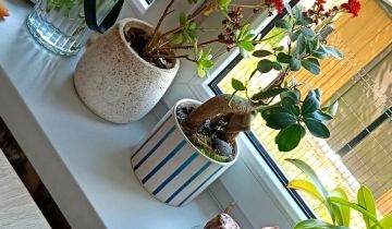 dom wolnostojący, 4 pokoje Muszyna, ul. Kościelna